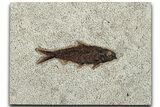 Detailed Fossil Fish (Knightia) - Wyoming #327826-1